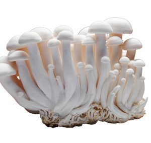 Mushrooms, White Shimeji, not chemical free, 150g