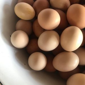 Fresh Pasture Raised Farm Eggs