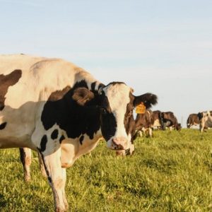 Milk, pasteurised (frozen)