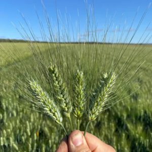 Durum Wheat