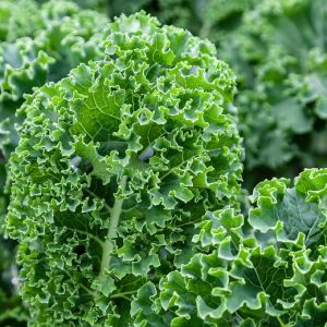 Curly Kale - 400g Pillowpack