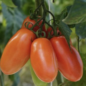 Tomatoes, San Marzano, heirloom, not chemical free, 1kg