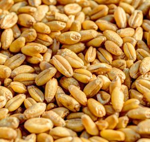 Teff grains, imported