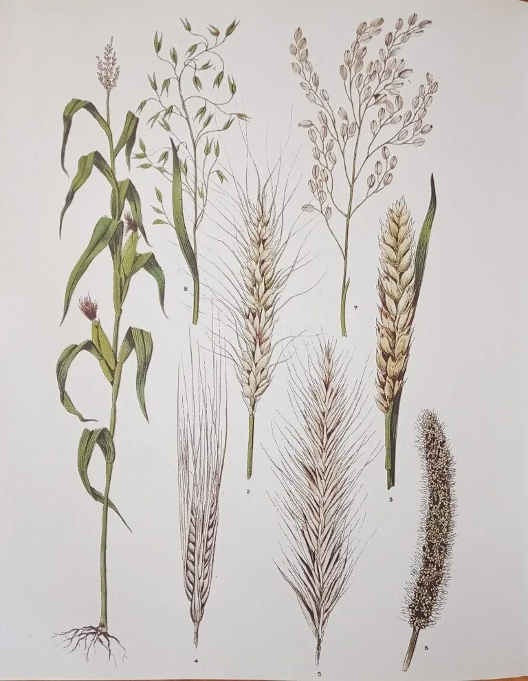 Sourdough Bread Workshop — Advanced - Image 5