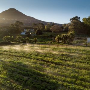 Burgundy purple sprouting broccoli