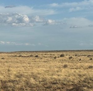 Sheep: cut into chops and stewing meat only