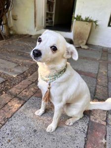 Bear (Aka, “The Treash” or “The Treasure Trove”)