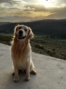 Skalie