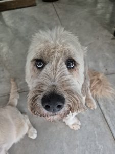 Ziggy Stardust aka as Basil